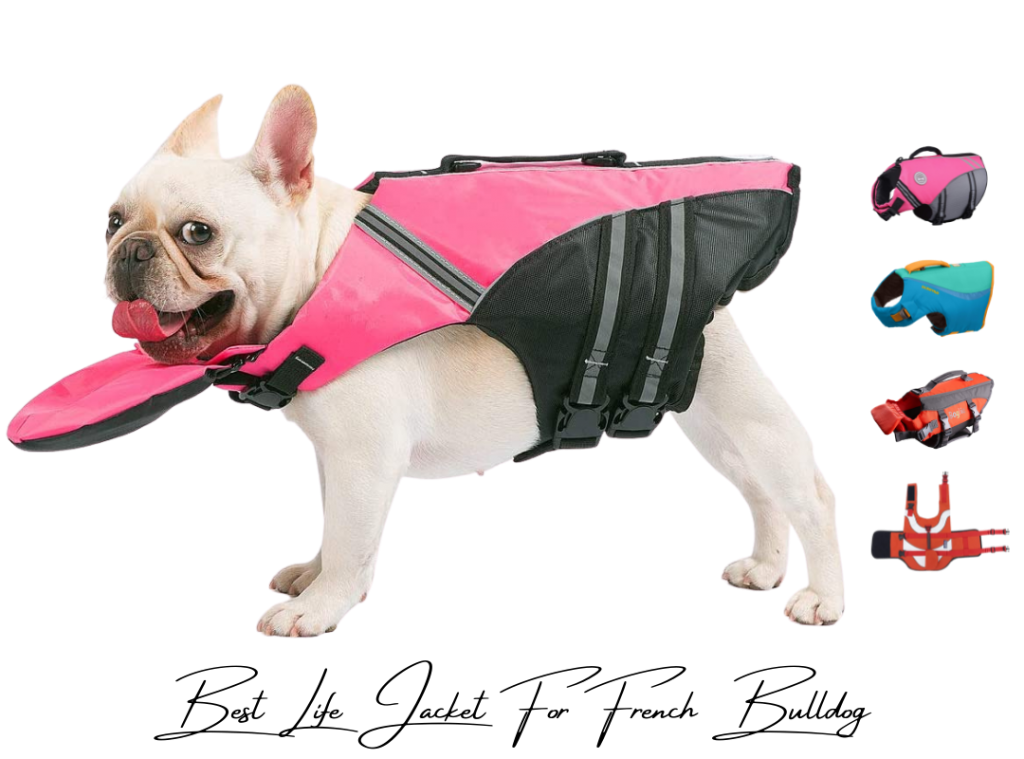 Best life jacket for French bulldog